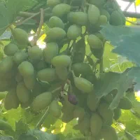 برگ شور