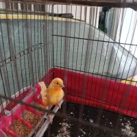 قناری سرخ|پرنده|رامهرمز, |دیوار