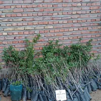 نهال وارداتی پسته