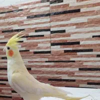 عروس هلندی|پرنده|شیراز, کیان آباد|دیوار