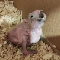 جوجه ملوکان (گلبهی)