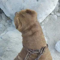 سلام سگ نره پیت بول دوساله دوماه