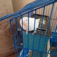 مرغ عشق نر  سرحال
