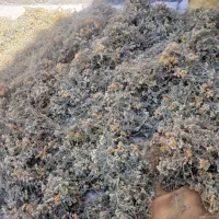 گیاه دارویی بو ماداران