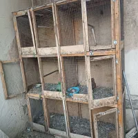 گنجه کبوتر سالم قیمت 2500