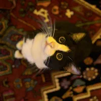 واگذاری رایگان  گربه نر تاکسیدو یک ساله