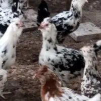 تخم مرغ|حیوانات مزرعه|شهرضا, |دیوار