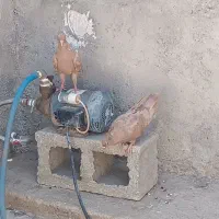 جفت زرد|پرنده|دهدشت, |دیوار