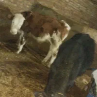 فروش گوساله|حیوانات مزرعه|بلبان آباد, |دیوار