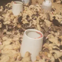 جوجه اوردک محلی