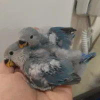 جوجه طوطی برزیلی سرلاکی و دون خور