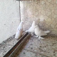 کبوتر پاپری همدانی ۵عدد