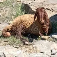 کاور نر درجه یک بی عیب و ایراد نژاد مهربان قرمز