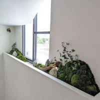 درخت جاودان بنسای دیوار خزه ای صخره|گل و گیاه طبیعی|تهران, اکباتان|دیوار