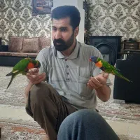 طوطی لوری مولد سخنگو رام دستی|پرنده|تهران, اتابک|دیوار