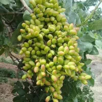 پسته پوک