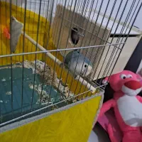 معاوضه کوتوله ماده با عروس هلندی