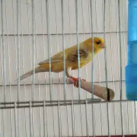 قناری نر مست روانی|پرنده|شیراز, ده پیاله|دیوار