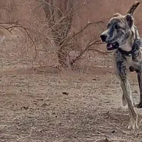 سگ گله و نگهبان