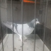 کبوتری|پرنده|برخوار, |دیوار