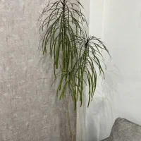 درختچه آپارتمانی