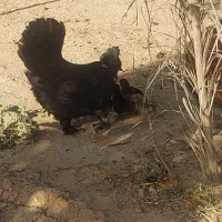 مرغ لهستانی