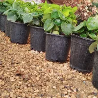 قطره باران|گل و گیاه طبیعی|اصفهان, زاجان|دیوار