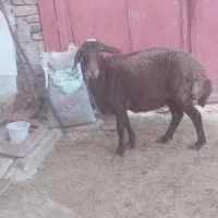 فروش دو راس گوسفند گوشتی ودامازدخ|حیوانات مزرعه|خواجه, |دیوار