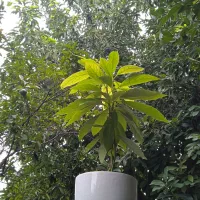 اواکادو.یوکا.کاکتوس