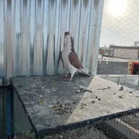 سیاه پشت|پرنده|نجفآباد, شیخ آباد|دیوار