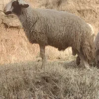 شک ورن سنجابی