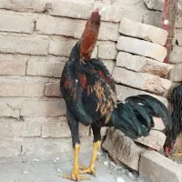 خروس. لاری|حیوانات مزرعه|تهران, ایران|دیوار
