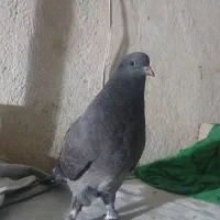 جوجه کفتر از ننه بابای تیرماهی فول پرشی دولابی