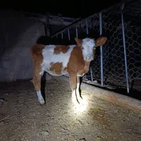 گوساله گاو تلیسه|حیوانات مزرعه|جغتای, |دیوار