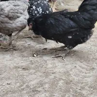 مرغ و خروس گلین