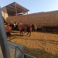 بره نر وماده|حیوانات مزرعه|پیر بکران, |دیوار