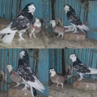 چهارده جفت کبوتر سرور طوقی قاره زرد سینه دم سیاه