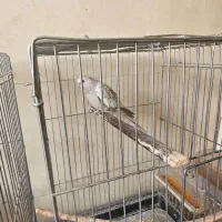 عروس هلندی نر و ماده|پرنده|فلاورجان, |دیوار