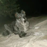 سگ خاص گری|سگ|سپیدان, |دیوار