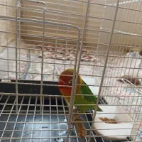 طوطی برزیلی با قفس