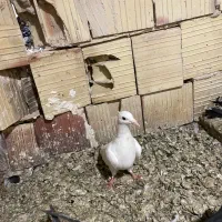 طوقی هفت رنگ لیمویی سبزکاکلی دم سیاه|پرنده|مشهد, ولیعصر (شهرک غرب)|دیوار