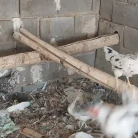 تخم نطفه دار برهما و گلین|حیوانات مزرعه|شهرضا, |دیوار