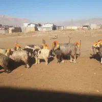 میش داشتی|حیوانات مزرعه|اندیمشک, |دیوار