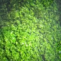 سبزی خرد شده کوکویی آشی قرمه ای پلویی و همه موارد