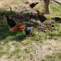 تعدادی مرغ لاری سیاه یکساله ویک عدد خروس