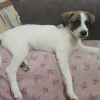 واگذاری سگ خانگی|سگ|اصفهان, بهاران|دیوار