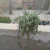کاکتوس ماری|گل و گیاه طبیعی|تهران, بهارستان|دیوار
