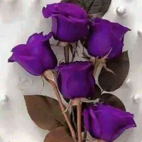 شامپو رنگ گیاهی در ده دقیقه