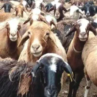 شیشک بره کشتنی (روستایی و محلی )