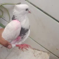 کفتر|پرنده|اردستان, |دیوار